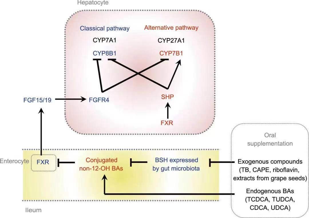 胆汁酸代谢障碍发生机制,胆汁酸代谢和脂质代谢