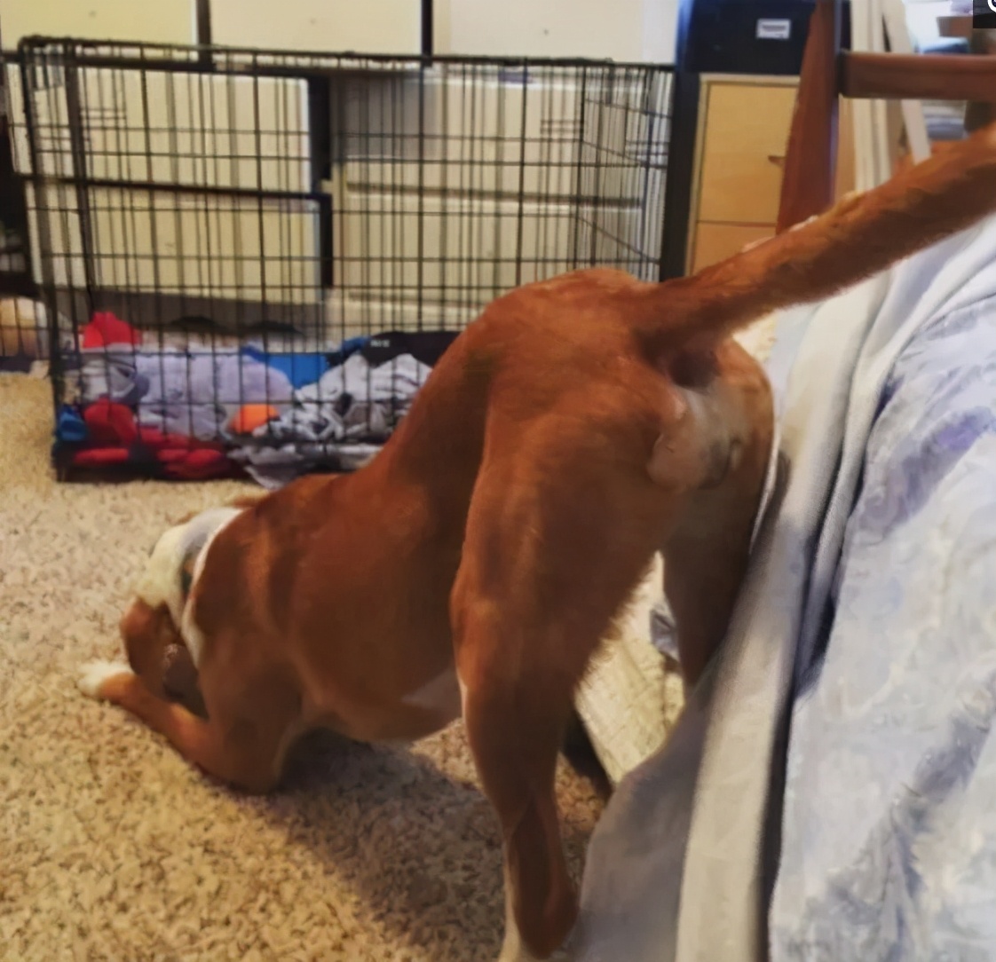 梦到喝马桶水，原来是狗半夜放屁