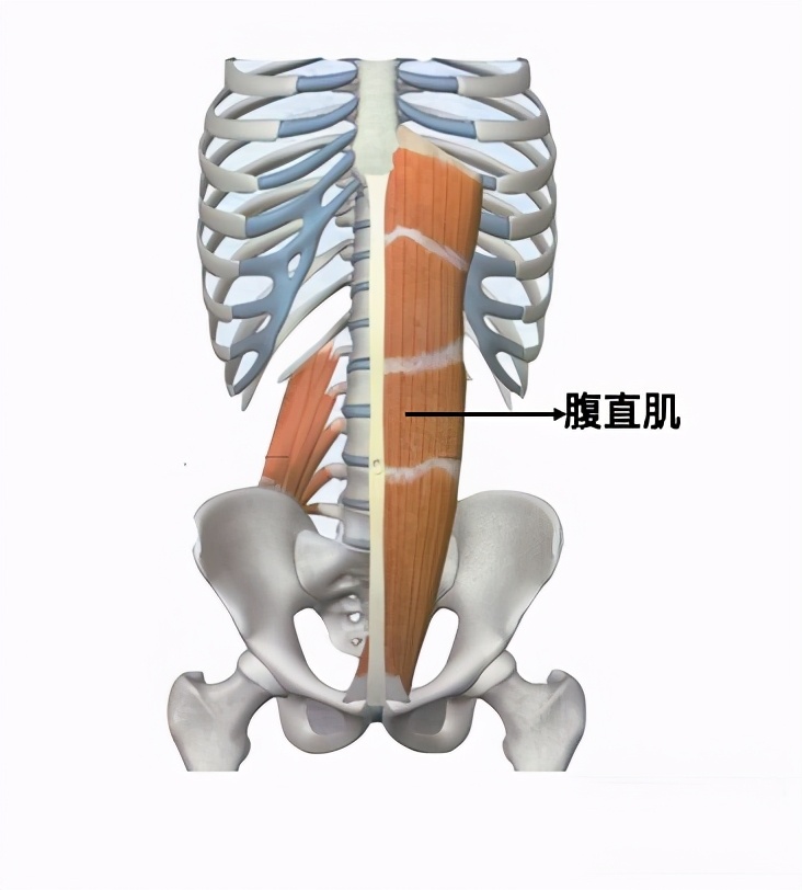 卷腹收腹瘦腰动作加长版,瘦肚子腰上赘肉最有效的方法卷腹