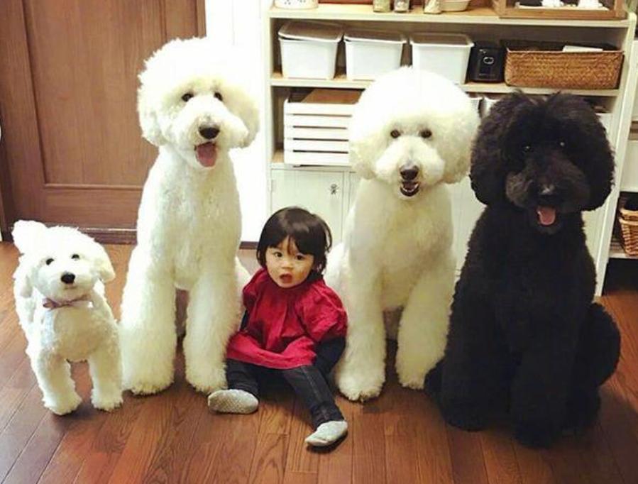 巨型贵宾犬毛色越来越淡怎么办,巨型贵宾犬为什么不建议养