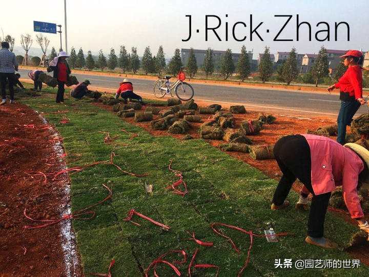 怎么种植草坪不长杂草,如何养好草坪