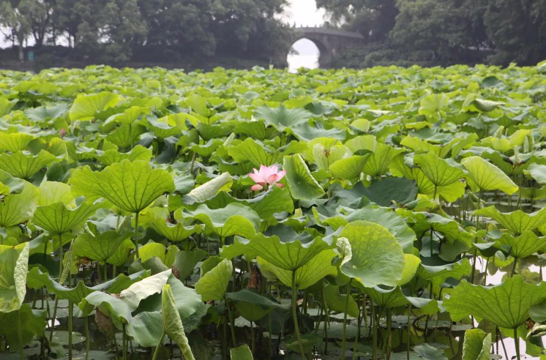 杭州第一波荷花美图大放送！赏荷佳期竟是早上6-8点，哪里最好拍？最新赏荷地图收好