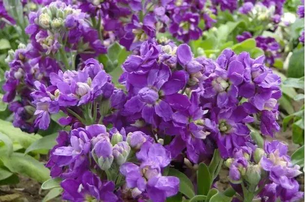 100种百花图谱大全,好书推荐快来领取你的宝藏书单