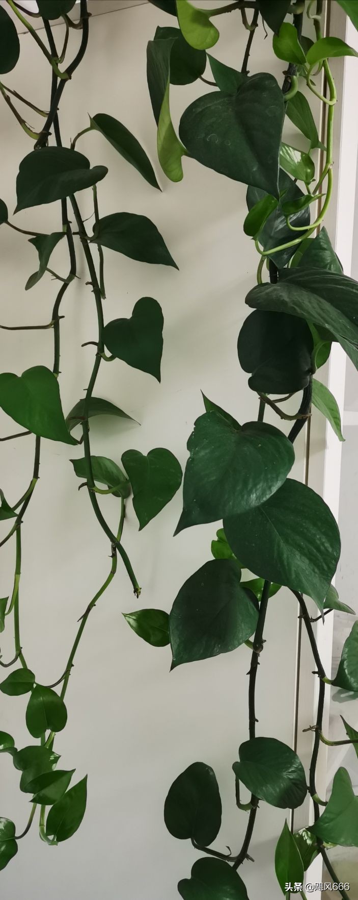 生命教育之殇~青少年自杀的思考