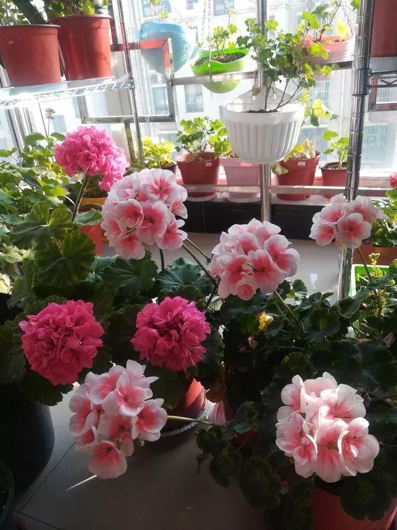 养花长虫子了,养花的水里有虫子怎么杀虫不伤花