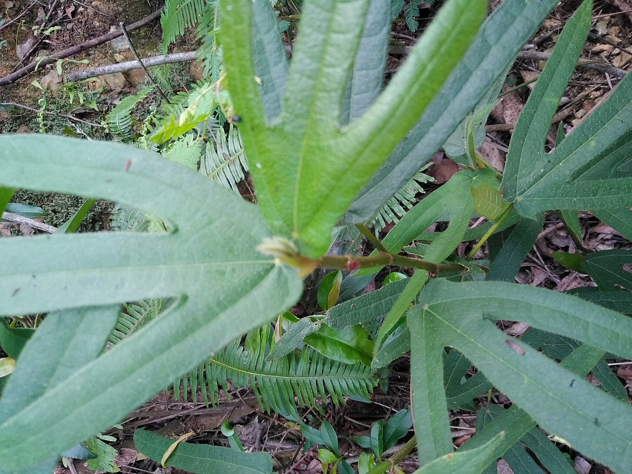 农村常见可以吃的野果,农村常见能吃的野果