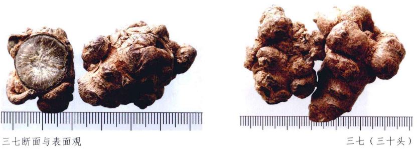 中药材真伪鉴别常用的方法有哪些,中药材真伪鉴别彩色图谱大全