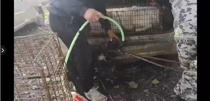 鐙楄倝璐╁瓙寮鸿缁欑嫍鐏屾按,鐙楄穿瀛愮粰鐙楄倝鐏屾按