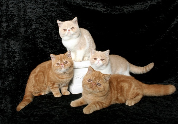 名贵猫咪的品种及图片大全,十大名贵猫咪品种排行榜