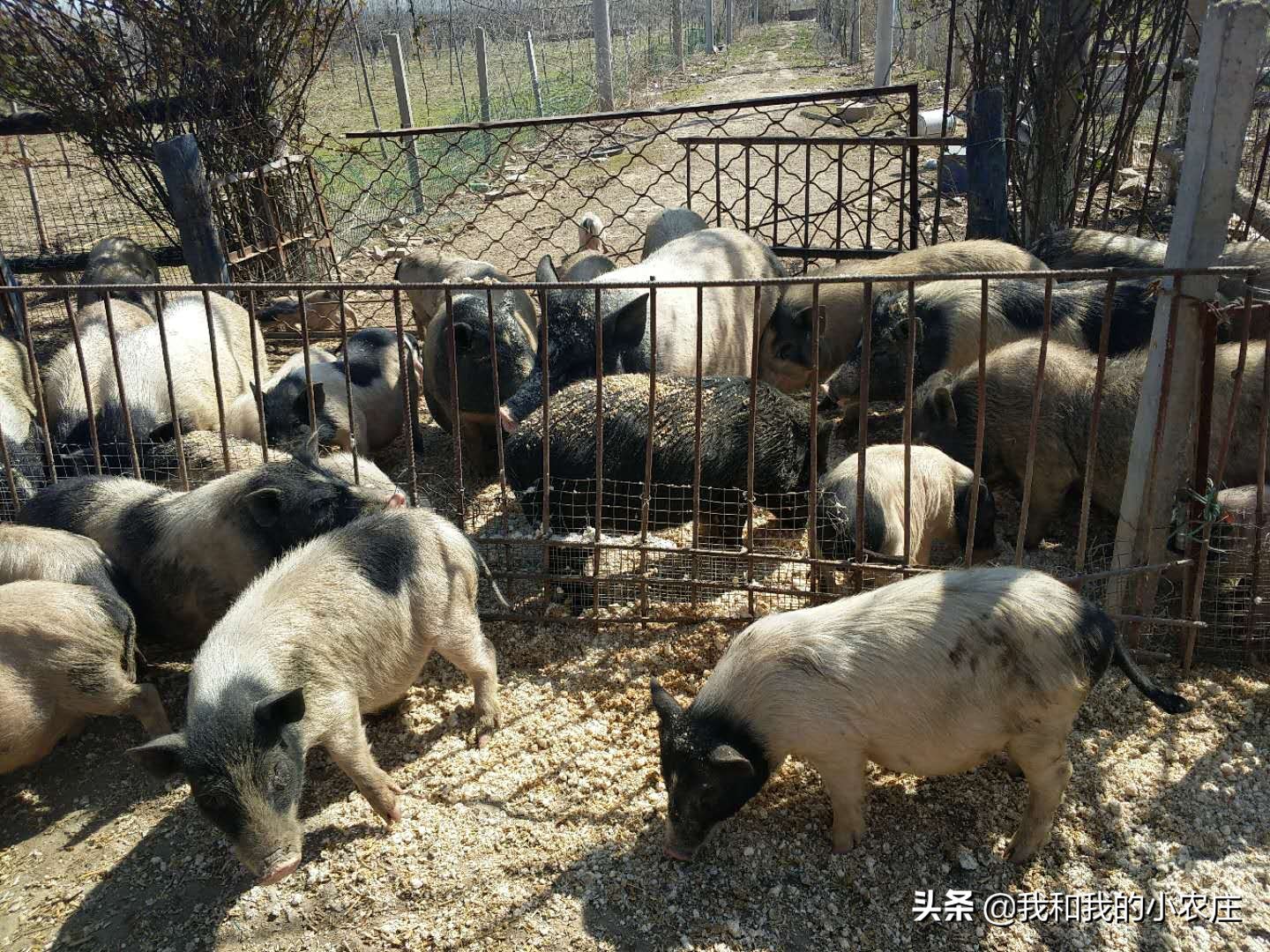 养殖猪的十大坏处,养殖猪存在的问题