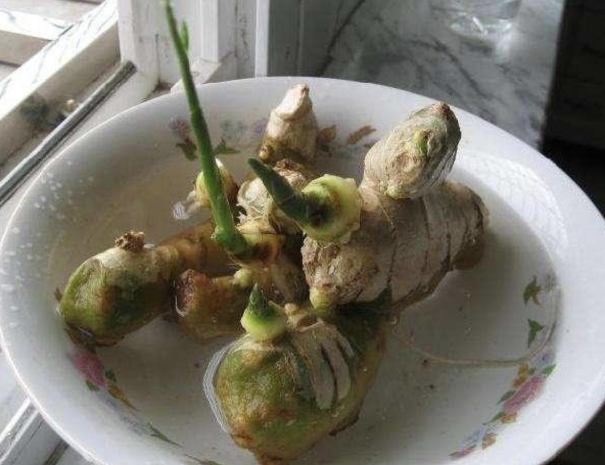 张大妈盆栽“生姜”，长得像“盆景”，每隔30天摘一茬，吃3个月