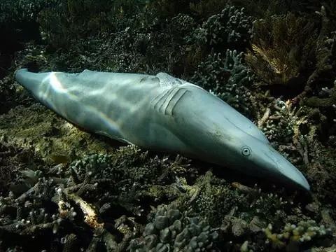 如果见过鲨鱼的家，你还会不会吃鱼翅？