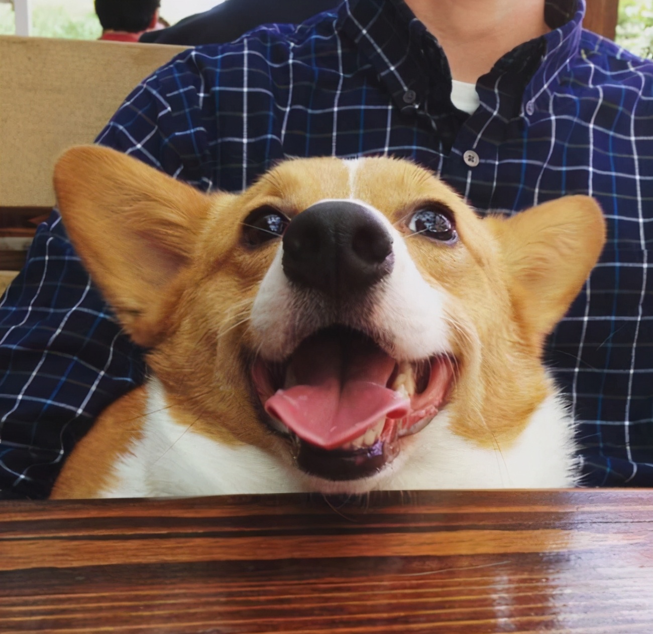 柯基口臭怎么去除,柯基口臭软便