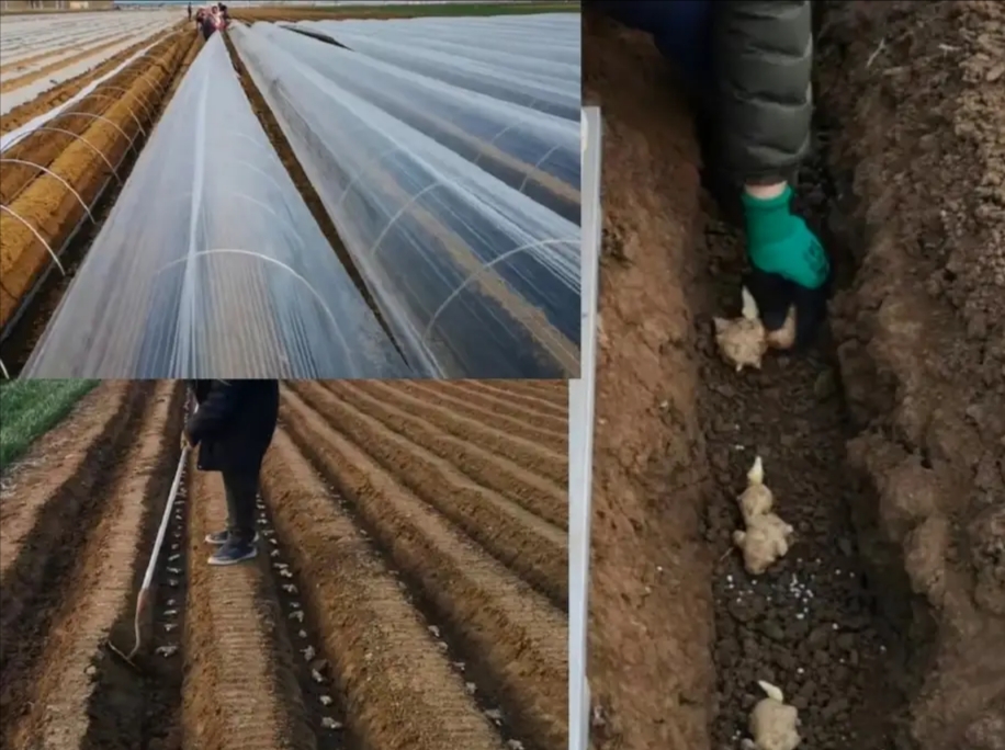 种植生姜一块姜出苗多好还是少好,生姜种植后如何提高产量