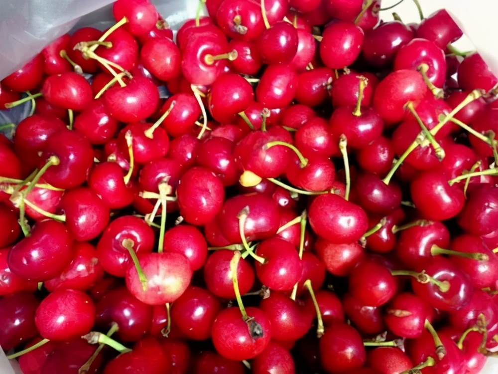 满山的红樱桃,一抹美丽的红樱桃