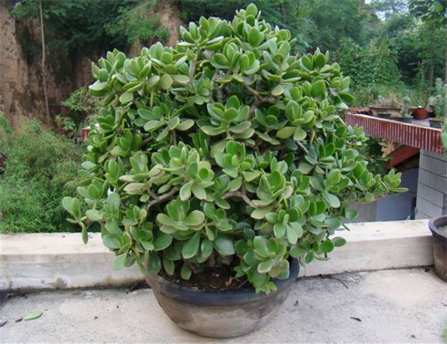 玉树叶子软的处理方法,玉树叶子软了怎么办