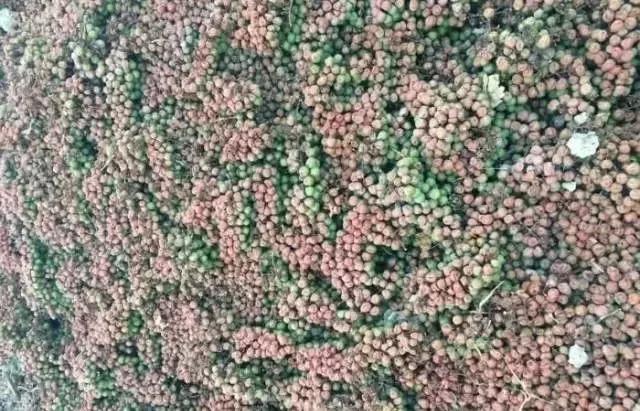 有关葡萄的病症,葡萄新梢病害图谱