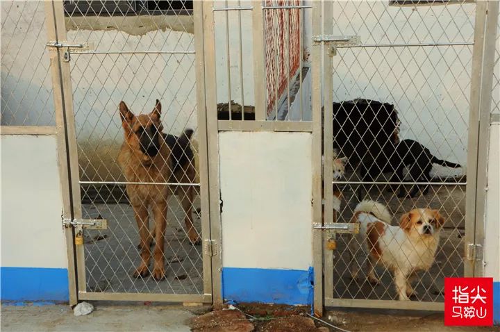 马鞍山流浪狗救助中心在哪里,曝光流浪狗救助真相