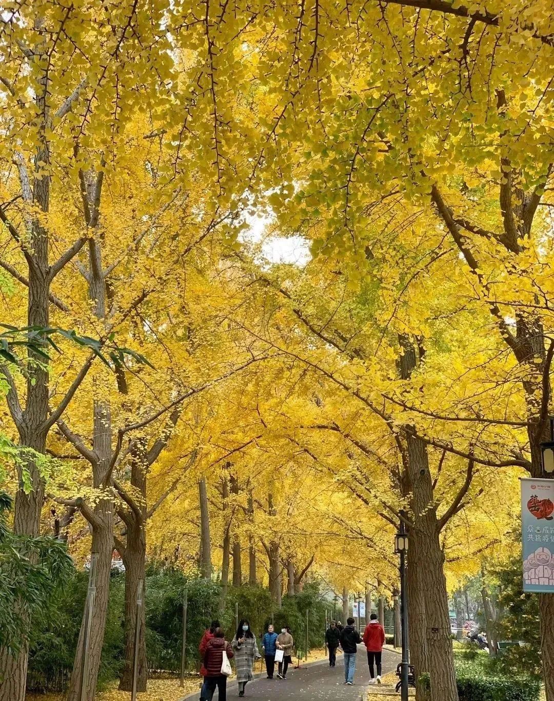 缃戝弸鍒嗕韩鍖椾含璧忚姳鎸囧崡,鍖椾含璧忚姳鎸囧崡