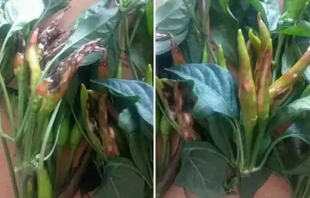 线辣椒的管理与病害的防治,春雷霉素防治辣椒病害倍数