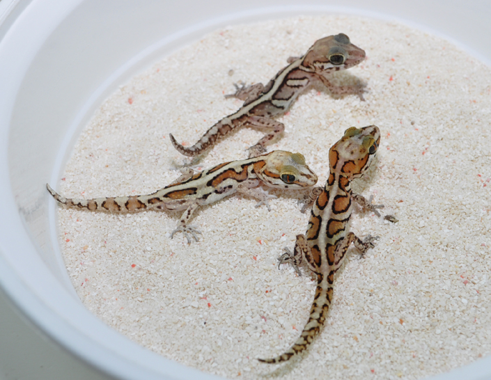 Eublepharismacularius豹纹守宫