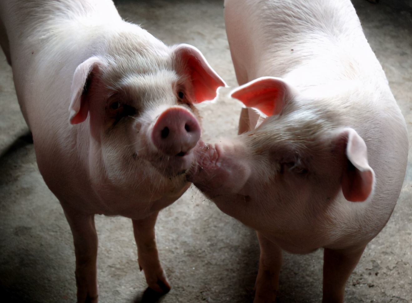 母猪喘气呼吸困难怎么回事,母猪喘气严重怎么处理