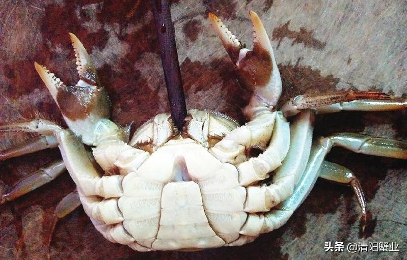 蒸蟹脚容易掉,海蟹蒸的时候黄漏了