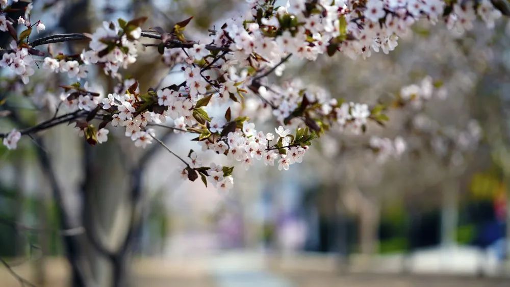 大连海事大学2023年招生简章,大连海事大学招生章程公示