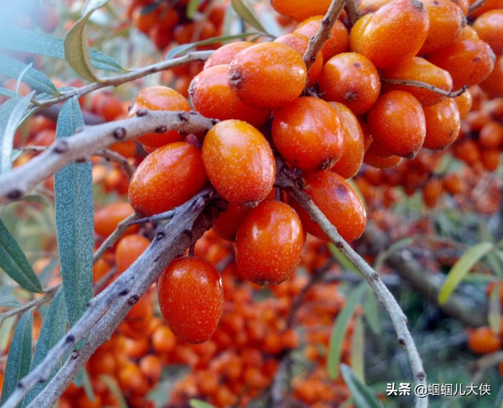 所有的新疆特产,旅游从新疆带的特产