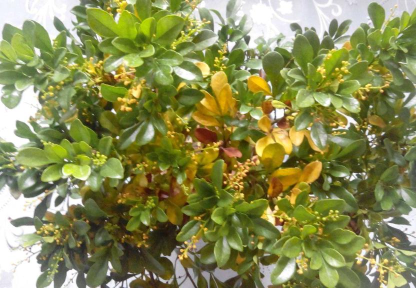 米兰怎么养才能不落叶,米兰暴晒后叶子掉