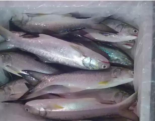 防城港怎么吃海鲜便宜不被坑,防城港干货海鲜有哪些