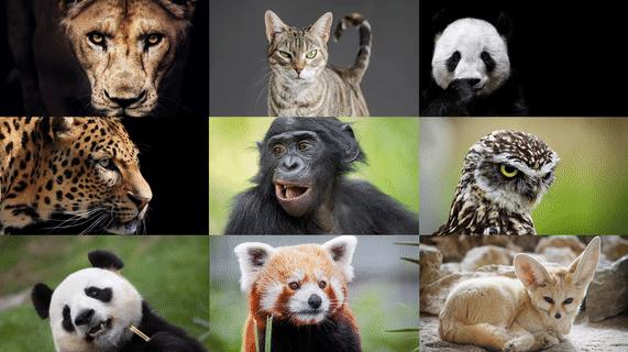 ppt排版设计技巧ppt制作培训教程,ppt多图经典案例排版