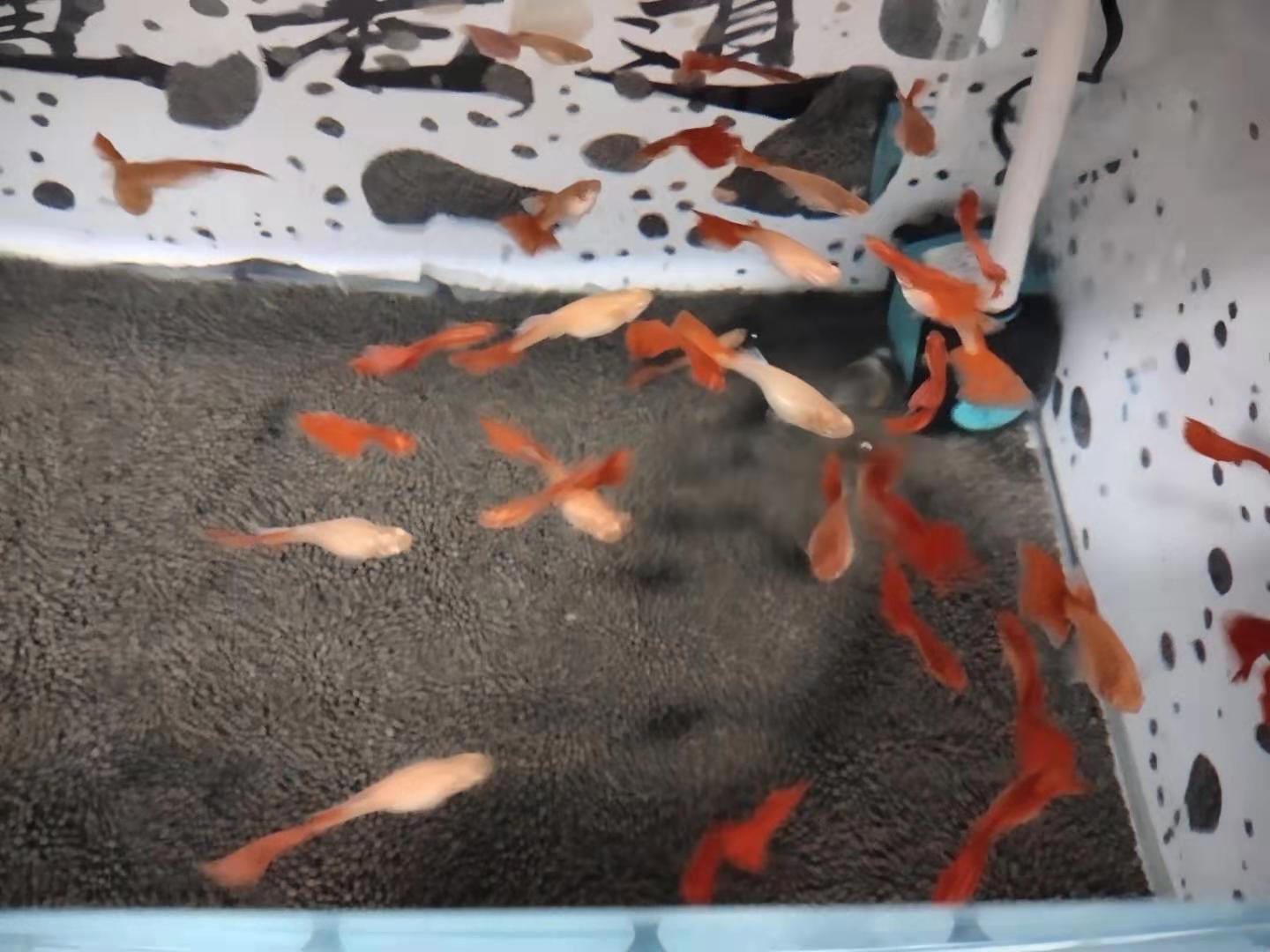 孔雀鱼刚到家怎么处理,怎么判断孔雀鱼生病了