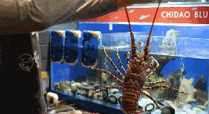 天津人借钱买奢侈品,天津人借钱吃海鲜是什么意思