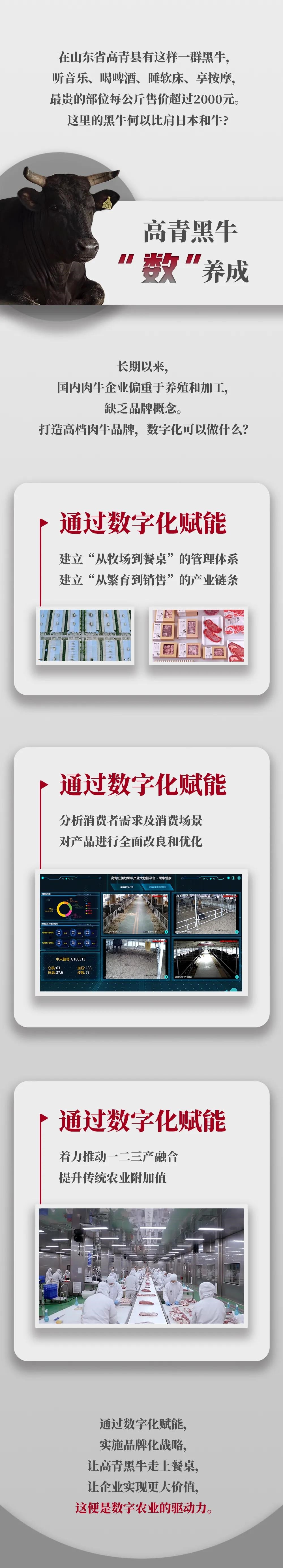 拿着手机种水稻；可比肩“和牛”的黑牛是这样养殖的→