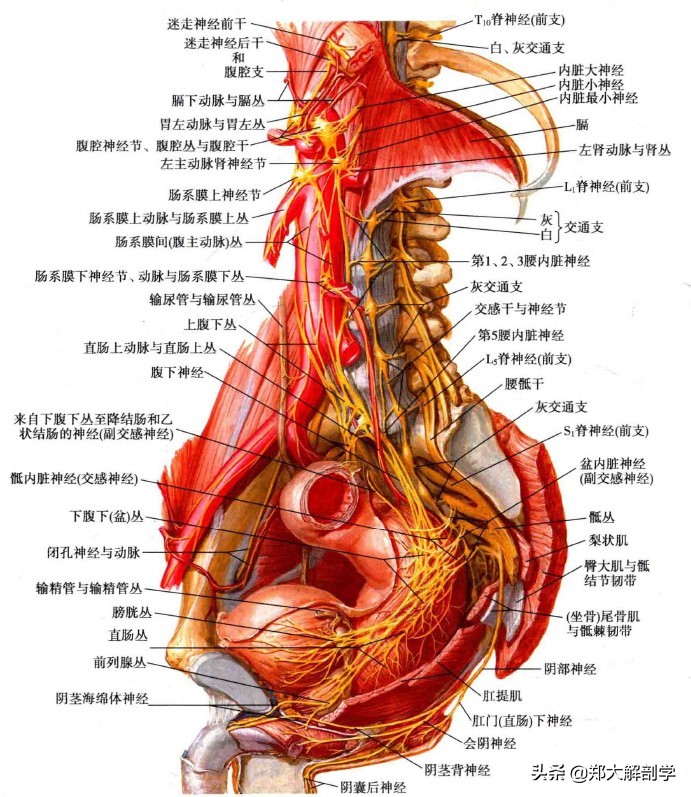 自主神经丛—上腹下丛