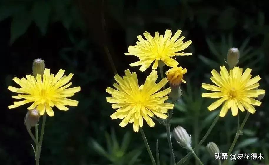 小满至，苦菜长，农家野菜名天香