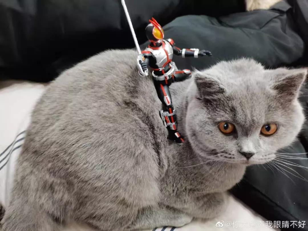 在路上捡回来的流浪猫给它洗澡,救助的流浪猫生病自己无能为力