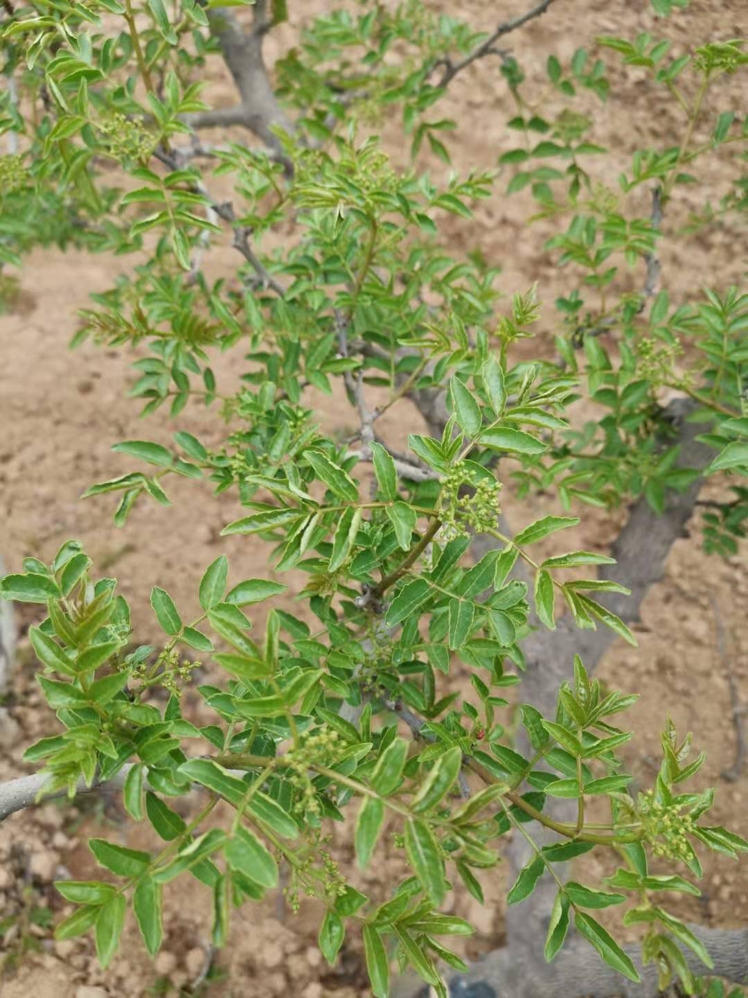 花椒助农的方法和措施是什么,椒农谈花椒