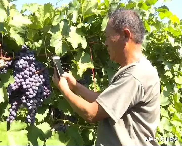 葡萄熟了直播间现场直播卖货,葡萄现场直播卖货