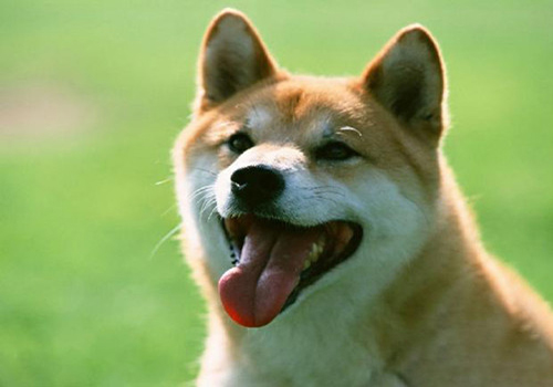 两个月的狗狗拉稀呕吐怎么回事啊,两个月的狗狗又吐又拉稀怎么办