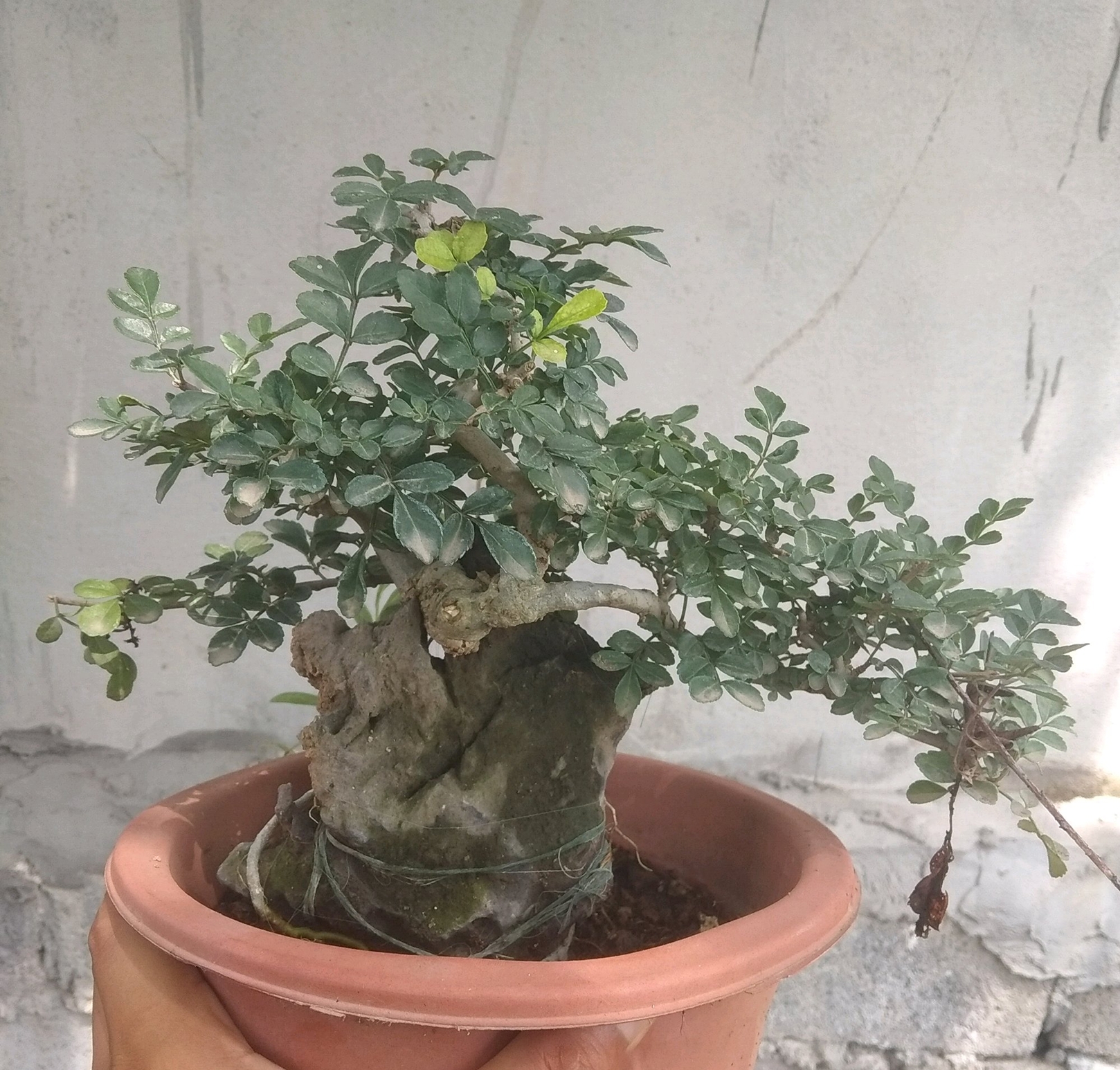 盆景白蜡叶子发黑什么原因,白蜡盆景发黄