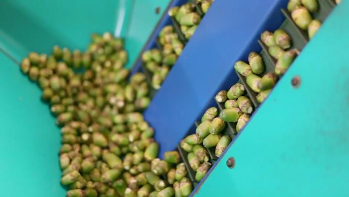 美国加拿大为何全面禁售槟榔,欧美为什么禁售槟榔