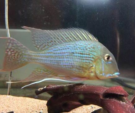 网上购买观赏鱼的注意事项,观赏鱼怎么买最省钱的方法