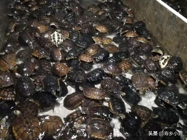 金钱龟现在市场行情,石金钱龟未来行情