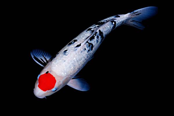 新手养锦鲤注意事项,新手养锦鲤如何防止鱼病