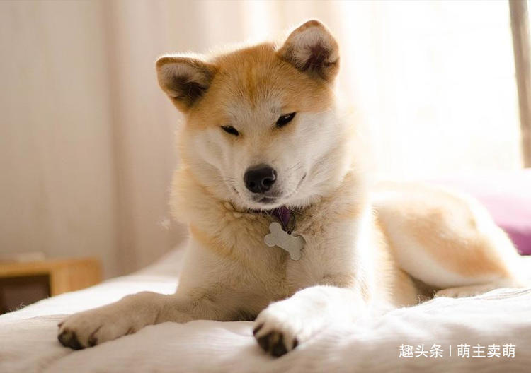 狗狗排行榜前十名最高贵的十种狗,宠物狗当中什么品种的狗狗最聪明