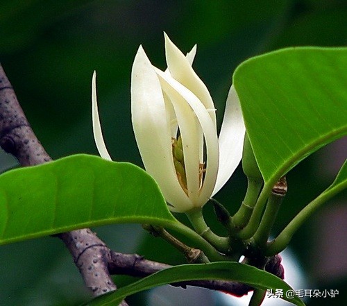 佛教的九种圣花,佛经中的四大天界宝花