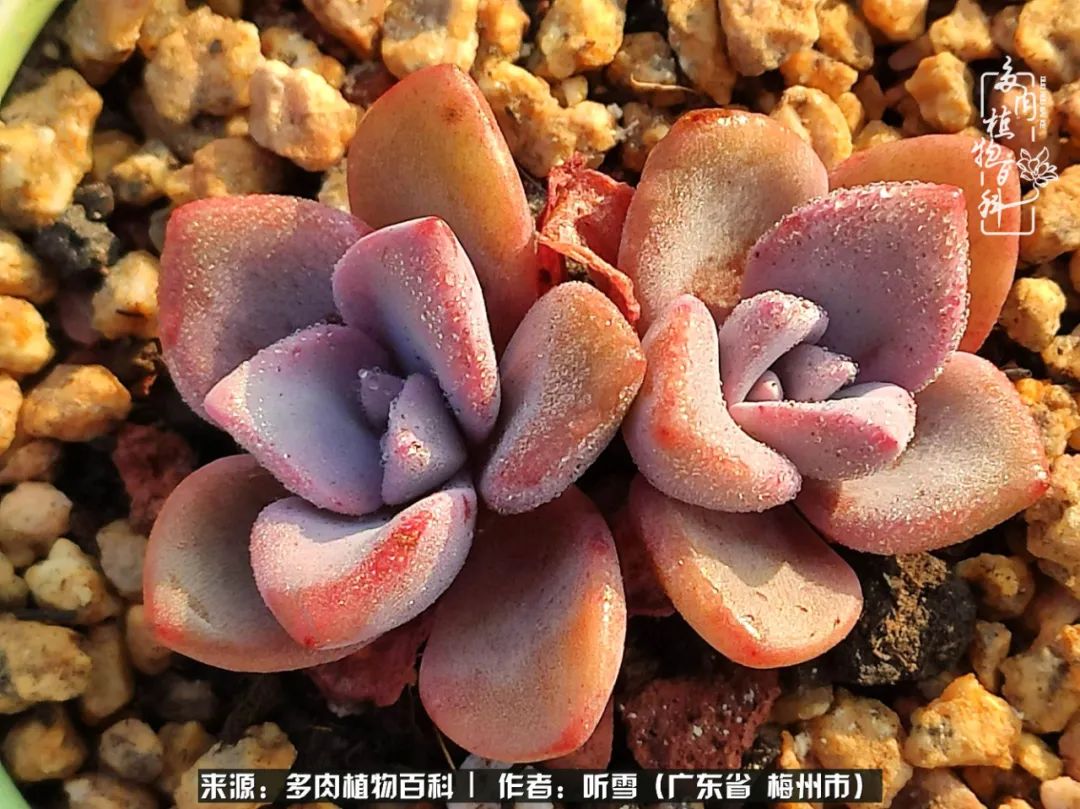 遇见多肉感恩生命中所有的相识,爱上多肉是个压力山大的事