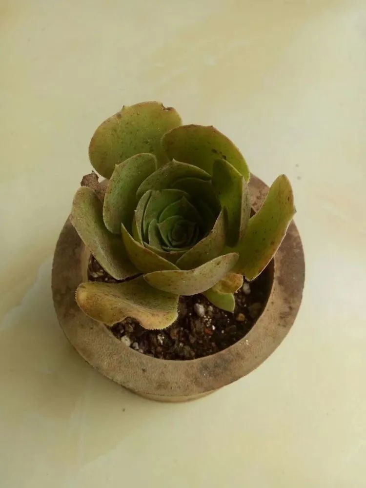 多肉砍头的怎么养,多肉怎么砍头才能爆发